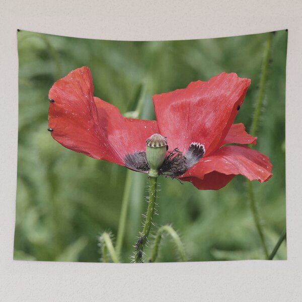Item preview, r 2565/   10 "  Le Zorro des Coquelicots, The Poppy Zorro " par Okaio Créations   Olavia&Olao designed and sold by o.okaïo.