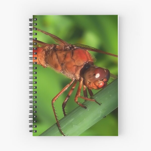 Item preview, Red Dragonfly designed and sold by Carla Jensen.
