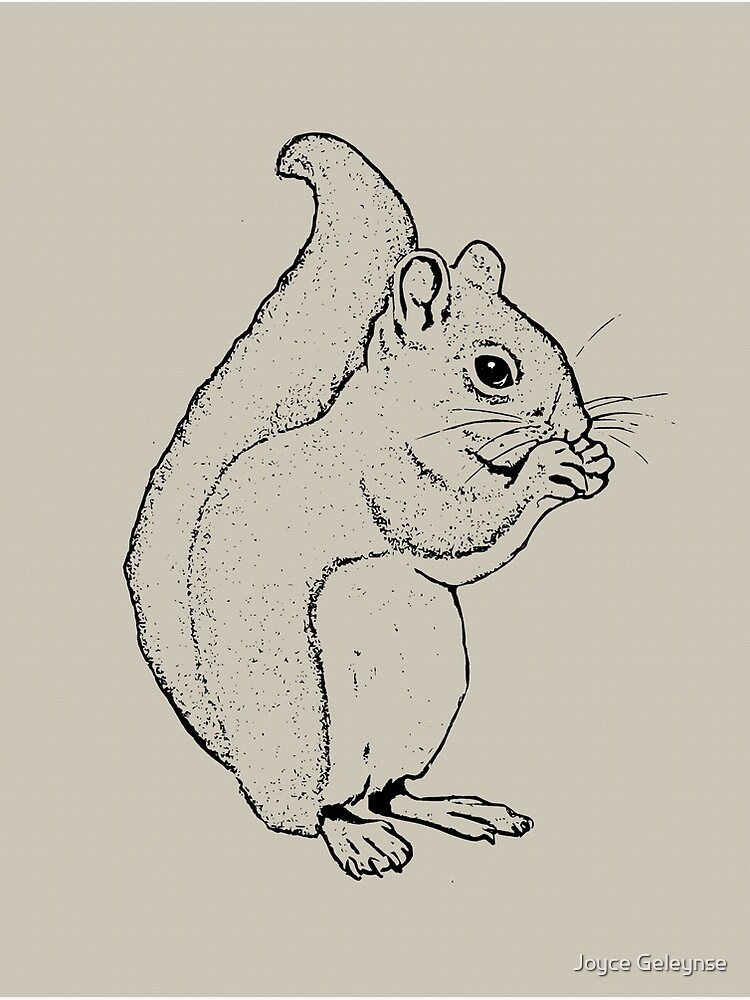 "Squirrel Eating: Line Drawing of Cute Squirrel" Poster by ...