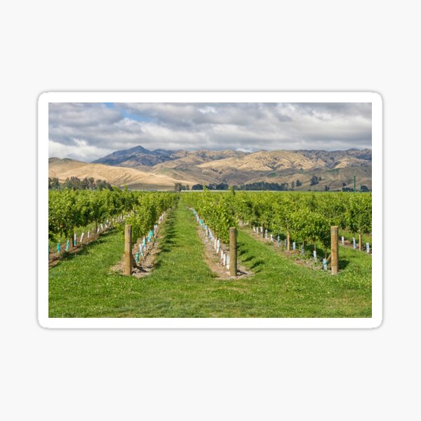 Marlborough vineyard in New Zealand Sticker