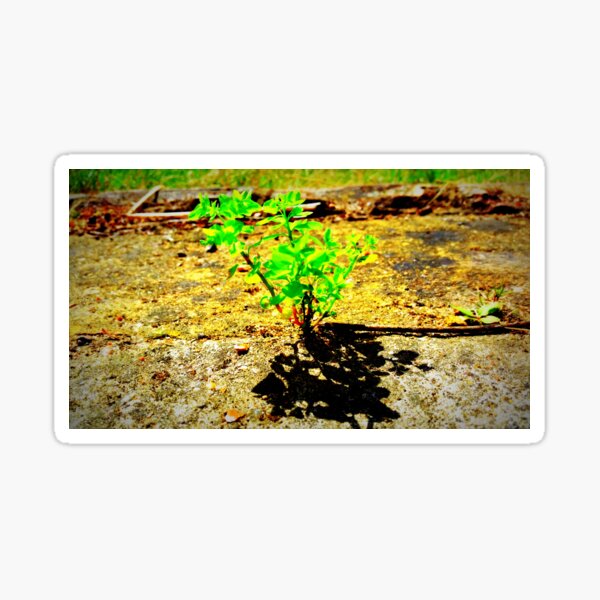 Between The Cracks Solo Sticker