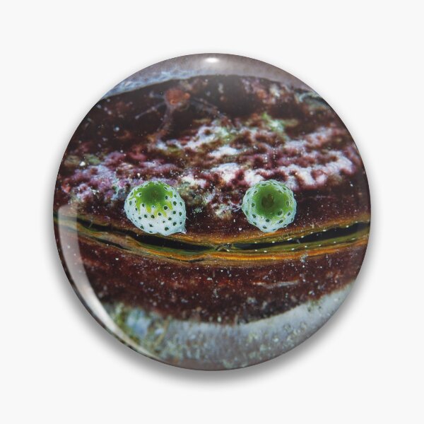 Item preview, Tunicate colonies on bivalve designed and sold by Jose Antonio  Castellano Garrido.