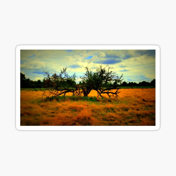 Bushy park tree 2 Sticker