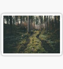 Boy walking through mystic forest landscape photography Sticker