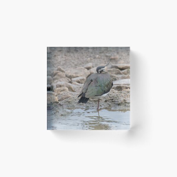 Item preview, Lapwing designed and sold by LaurenTucker.