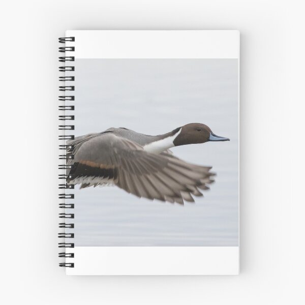 Item preview, Pintail designed and sold by LaurenTucker.