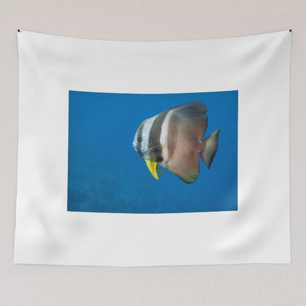 Item preview, Batfish, The Maldives designed and sold by dvlcom.