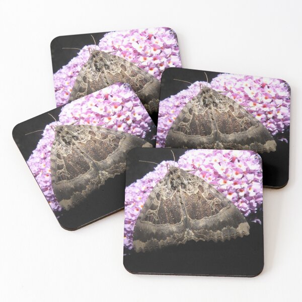 Item preview, Old Lady Moth Feeding on Buddleia Photograph designed and sold by naturegallery.