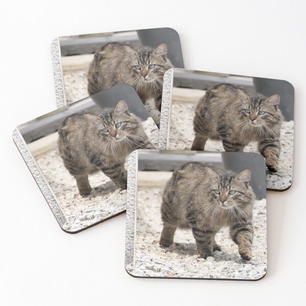 Item preview, r 2569/  9  Chat-Cat  " Le Rodeur "  finition 2020 par Okaio Créations - Olavia&Olao  designed and sold by o.okaïo.