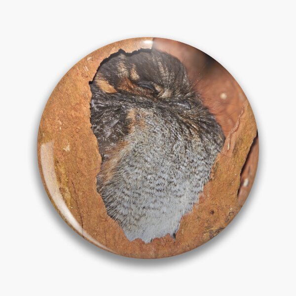 Item preview, Australian Owlet-Nightjar ~ "Sweet Dreams" designed and sold by Robert Elliott.