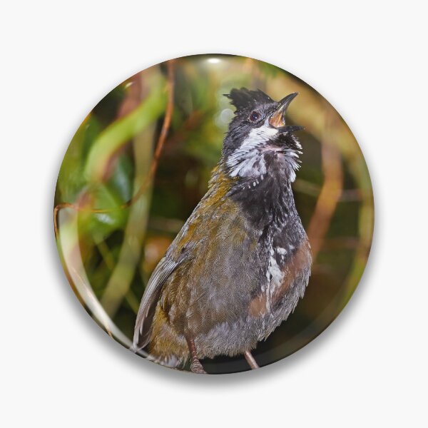 Item preview, Eastern Whipbird designed and sold by Robert Elliott.