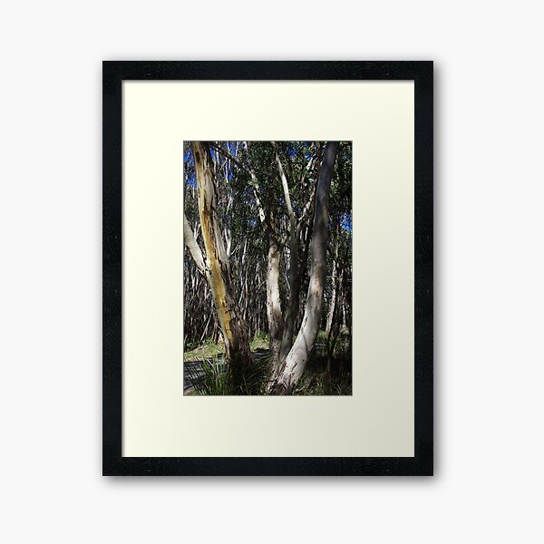 Item preview, A Group Of Eucalypt Trees designed and sold by lezvee.