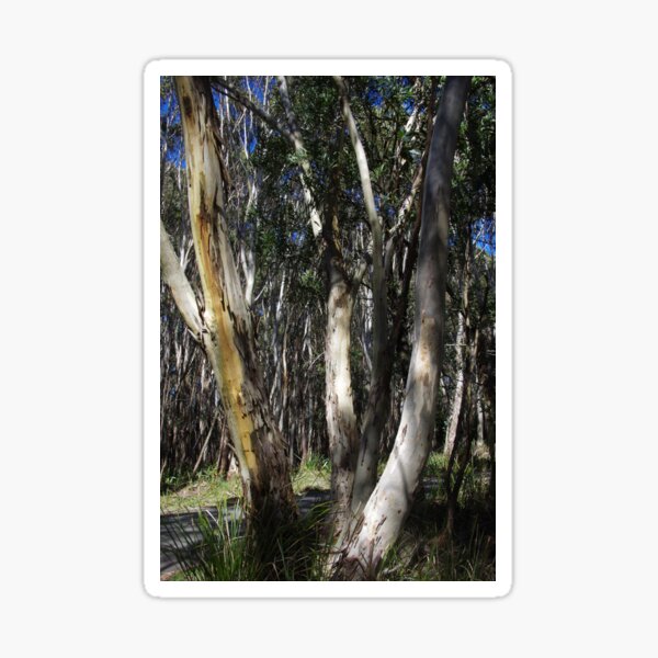 A Group Of Eucalypt Trees Sticker