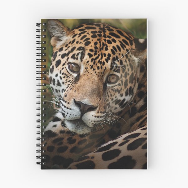 Aperçu de l'œuvre Les yeux du Jaguar créée et vendue par KbytesOfJax Outdoor and Nature.