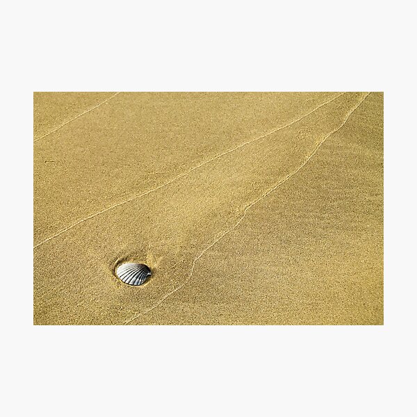 Item preview, Small shell on beach designed and sold by Dexterityphotos.