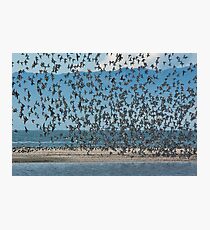 Sea Birds 2 Photographic Print