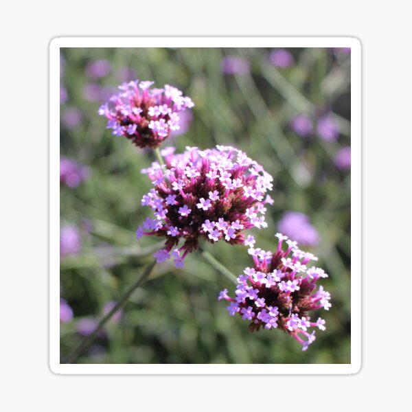 Lilac Verbena Flower Sprig Sticker