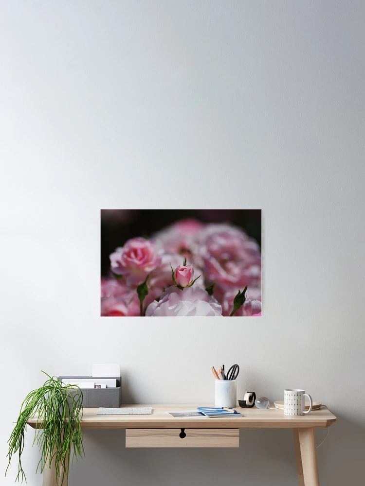Thumbnail 2 of 3, Poster, Rose Bud Has Rested designed and sold by Joy Watson - Natural Light Photography .