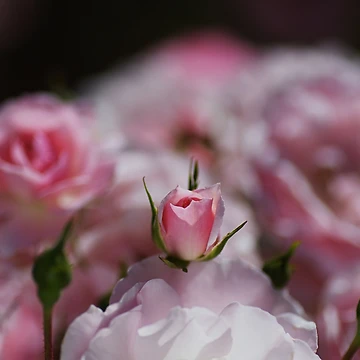 Artwork thumbnail, Rose Bud Has Rested by Joy Watson - Natural Light Photography 