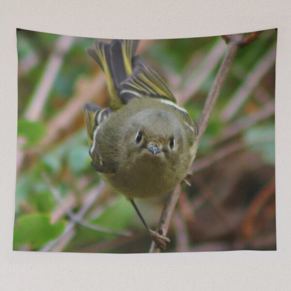 Item preview, Ruby Crowned Kinglet designed and sold by EyeMusic.