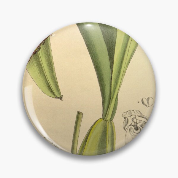 Item preview, Bulbophyllum robustum 145 8792 designed and sold by EsotericBotanic.