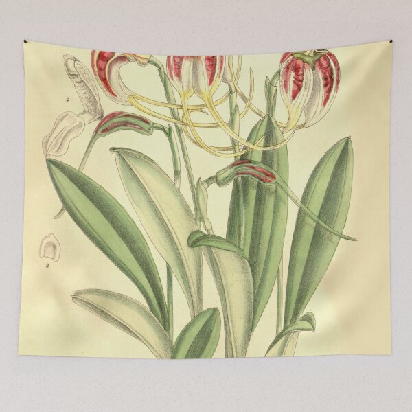 Item preview, Masdevallia schroederiana Curtis' 128 (Ser. 3 no. 58) pl. 7859 (1902) designed and sold by EsotericBotanic.