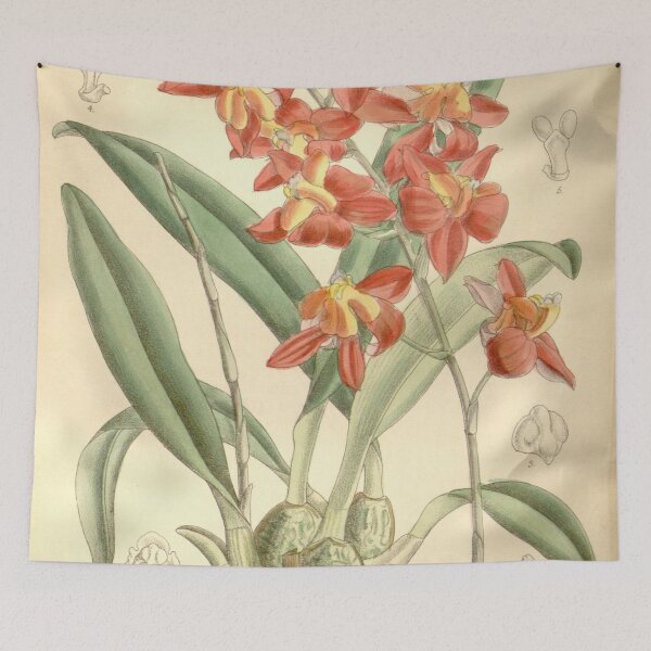 Item preview, Cochlioda noezliana Curtis' 122 (Ser. 3 no. 52) pl 7474 (1896) designed and sold by EsotericBotanic.