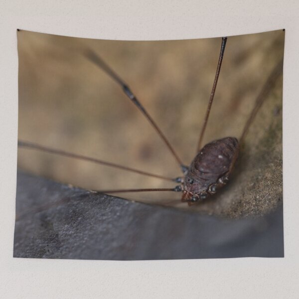 Item preview, Daddy Long Legs designed and sold by akiobsession.