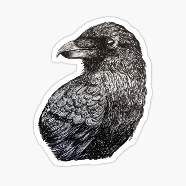 Black and white crow bird ink drawing Sticker