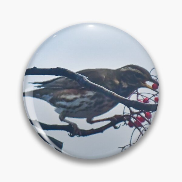Item preview, Redwing perched and eating berries designed and sold by RobinDHunter.