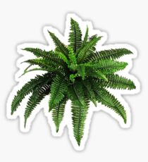 fern Sticker