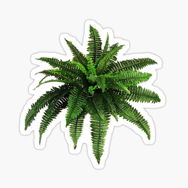 Fern Stickers for Sale