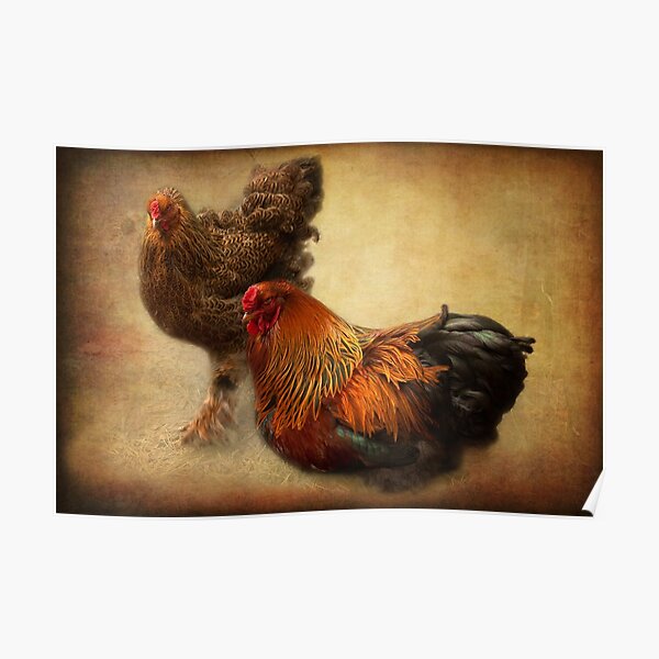 Rooster and hen Poster