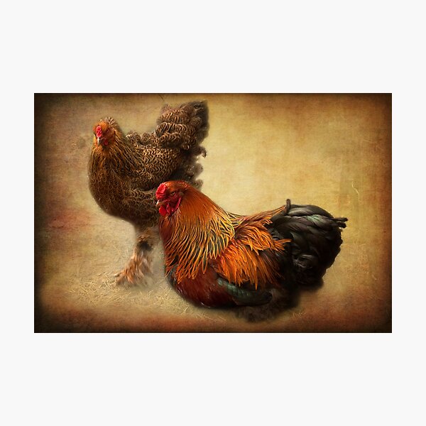 Rooster and hen Photographic Print