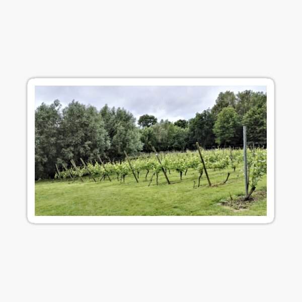 Item preview, Belgian vineyard in Heuvelland, West Flanders designed and sold by wineandwords.