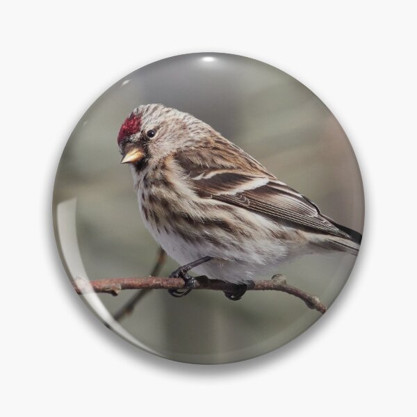 Item preview, The common redpoll on a branch designed and sold by Jouko Lehto Photography.