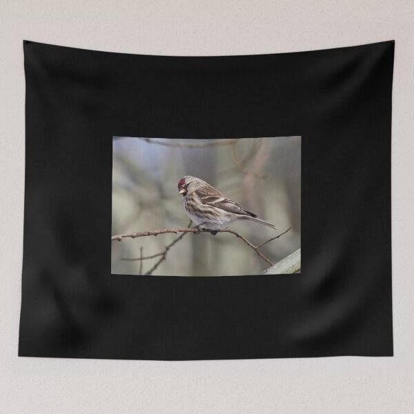 Item preview, The common redpoll on a branch designed and sold by Jouko Lehto Photography.