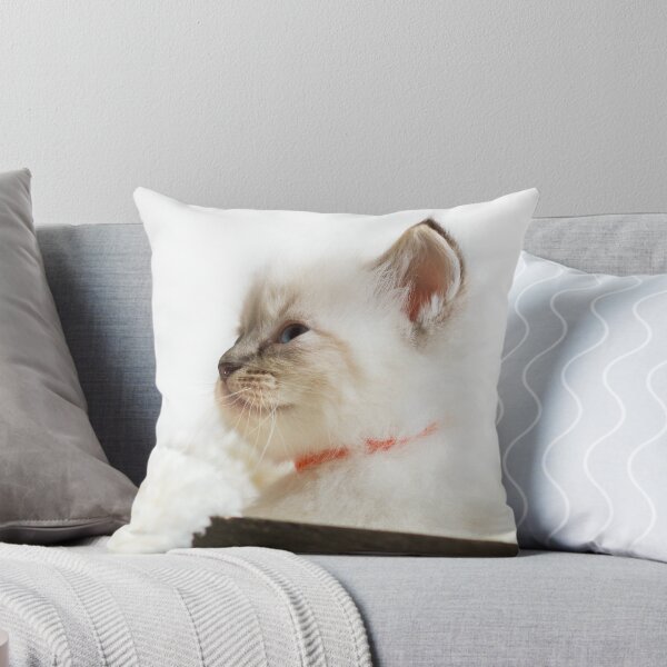 Item preview, Gorgeous Ragdoll Kitten designed and sold by Jane Stanley Photography.