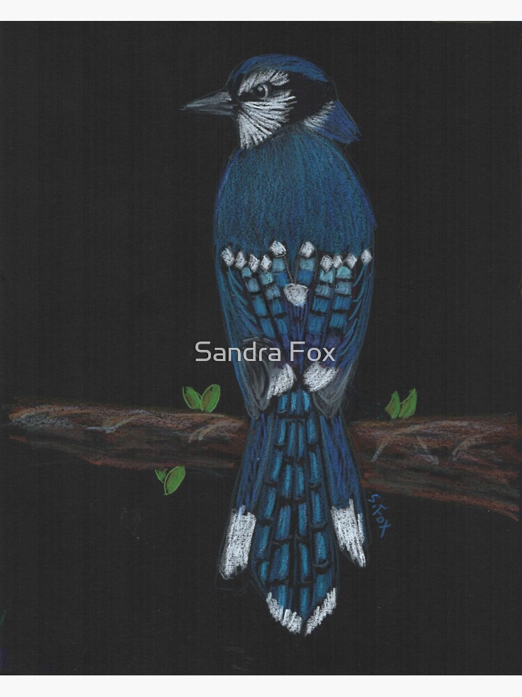 Black and White Blue Jay Sticker for Sale by Pencil-Art