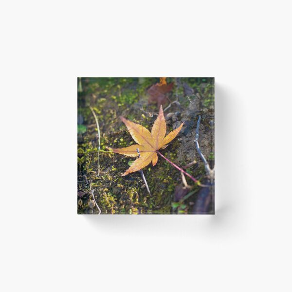 Item preview, Photography - Lonely leaf designed and sold by Karolien Kenis.