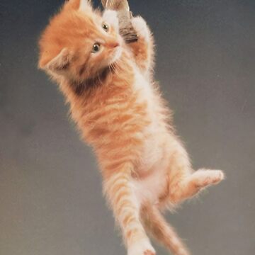 Artwork thumbnail, Cat Hang in There. by tertopglond