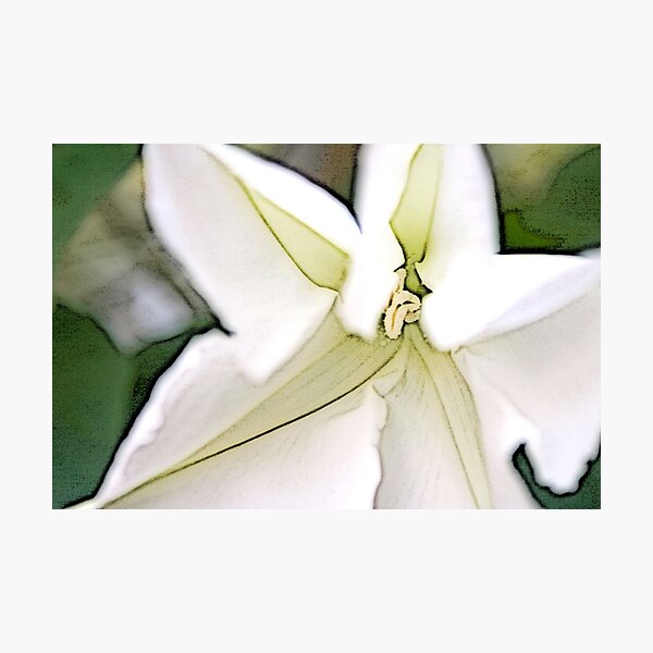 Aperçu de l'œuvre Moonflower Unfurls at Dusk créée et vendue par sgejji.