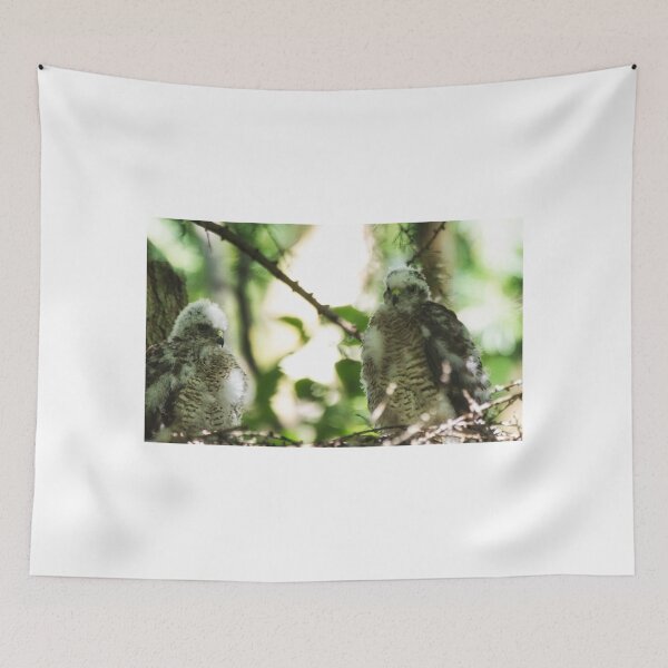 Item preview, Two Sparrow Hawk chicks on a nest. designed and sold by RobinDHunter.