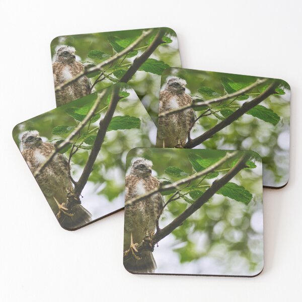 Item preview, Sparrow Hawk Chick 'branching out' designed and sold by RobinDHunter.