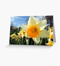 Daffodils Greeting Card
