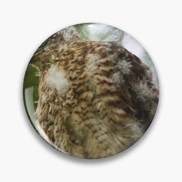 Item preview, Sparrow Hawk Chick 'branching out' of the nest. designed and sold by RobinDHunter.