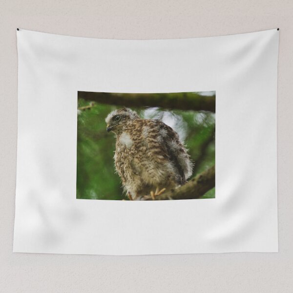 Item preview, Sparrow Hawk Chick 'branching out' of the nest. designed and sold by RobinDHunter.