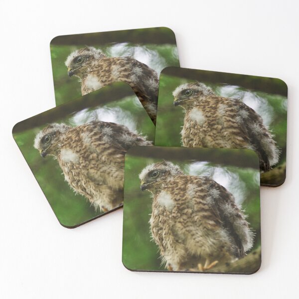 Item preview, Sparrow Hawk Chick 'branching out' of the nest. designed and sold by RobinDHunter.
