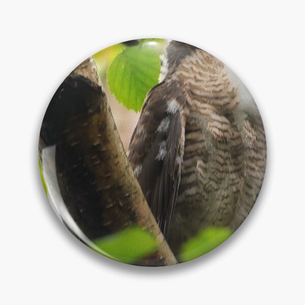 Item preview, Sparrow Hawk chick 'branching out' in profile. designed and sold by RobinDHunter.