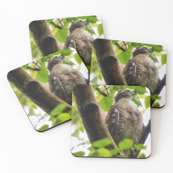 Item preview, Sparrow Hawk chick 'branching out' in profile. designed and sold by RobinDHunter.